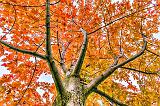 Up An Autumn Tree_46207-9